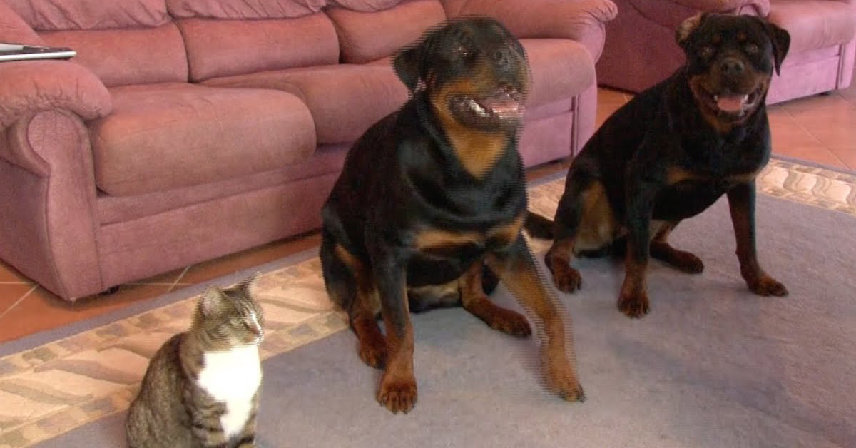 Didga, il gatto che si mimetizza perfettamente con tra i Rottweiler: il video