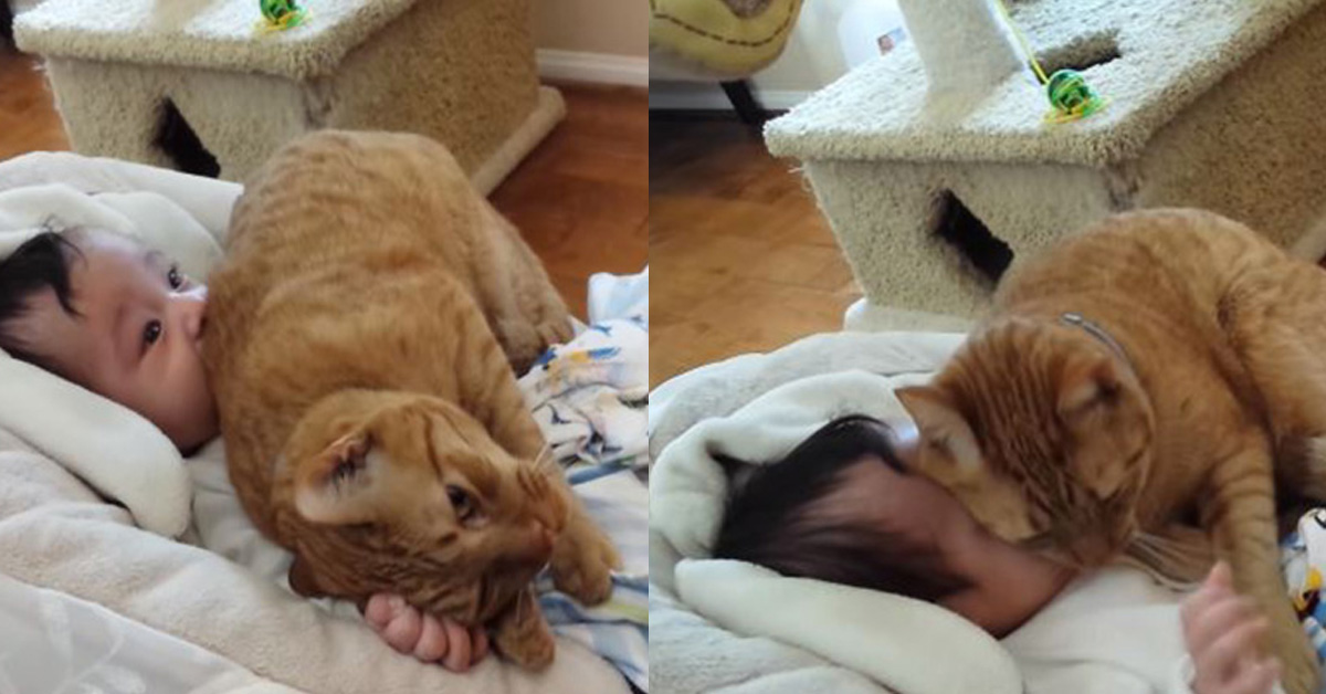 Il video del gatto affettuoso con un bambino