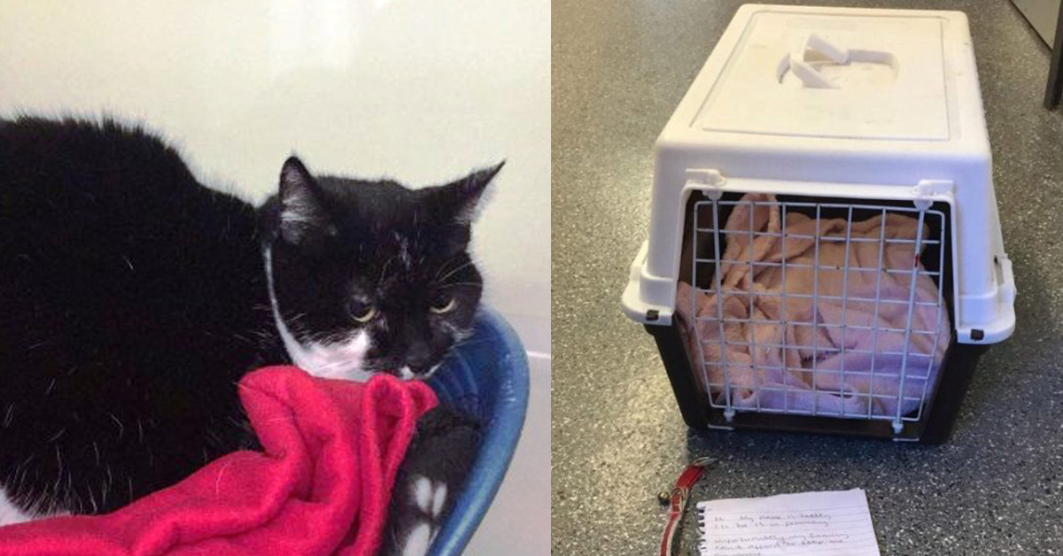 Cheeky, il gatto abbandonato con un biglietto attaccato al collare