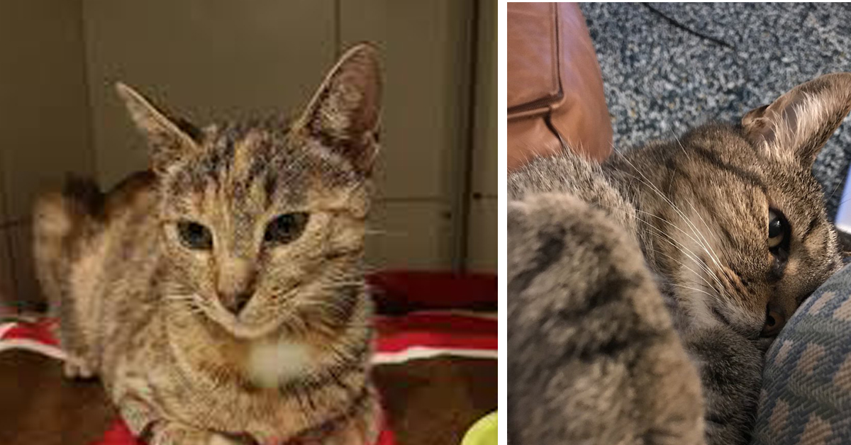 Szyszka, il gatto riportato al rifugio dopo 4 giorni dall’adozione