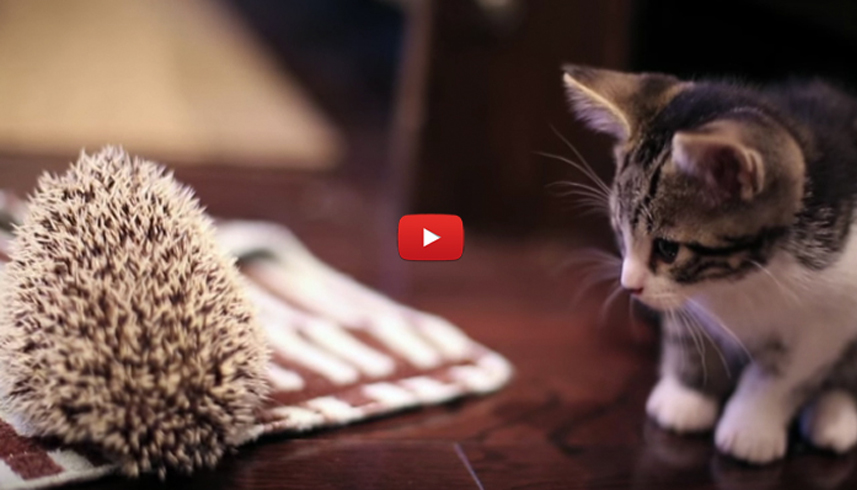 L'incontro di un gattino con un riccio