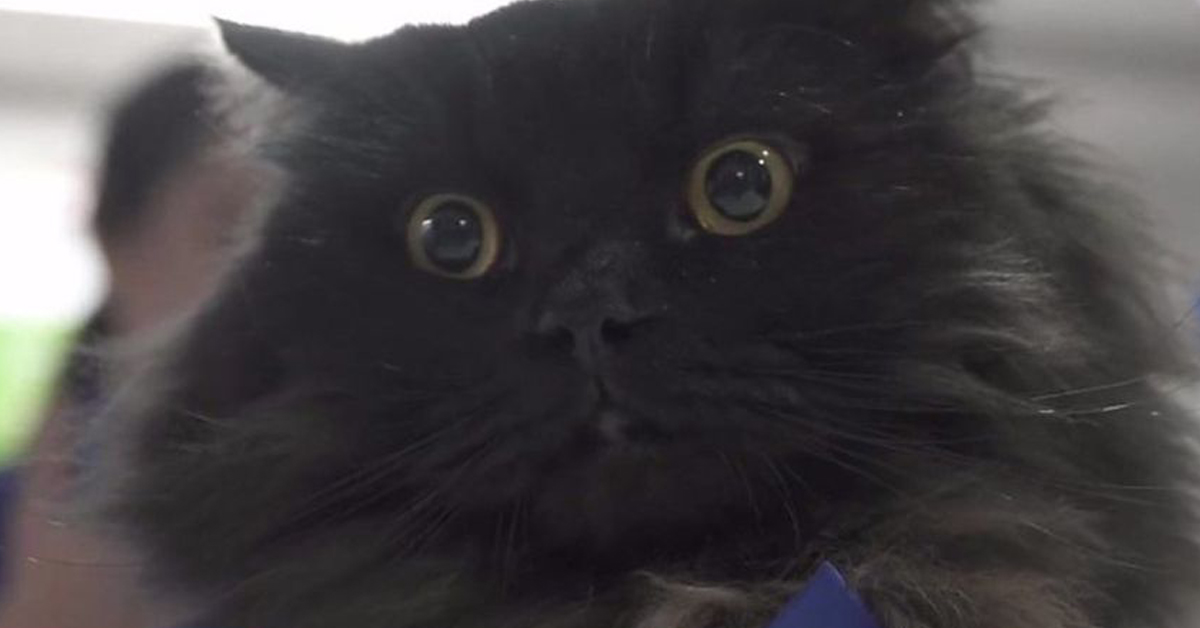 Mr London, il gatto da Pet Therapy che diffonde gioa