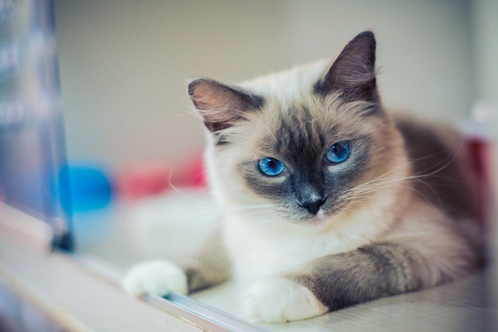 Ragdoll