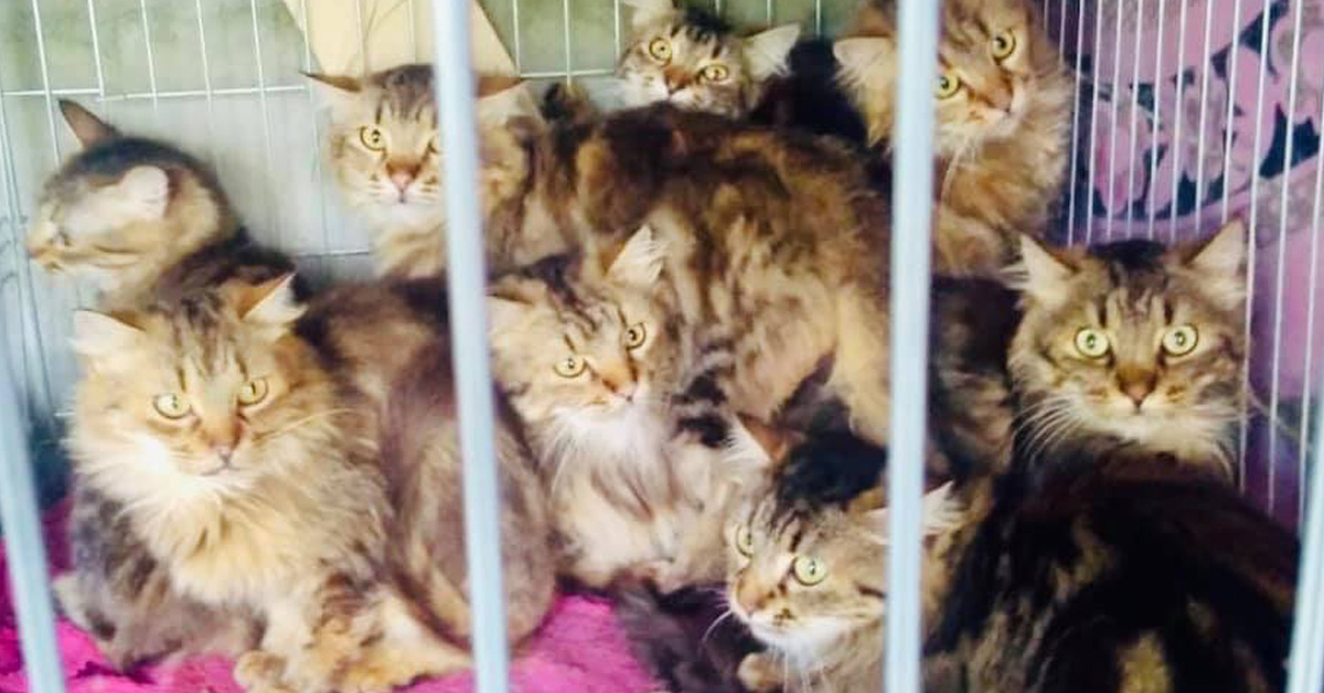 Roma: 70 gatti trovati in casa di “un’accumulatrice” defunta