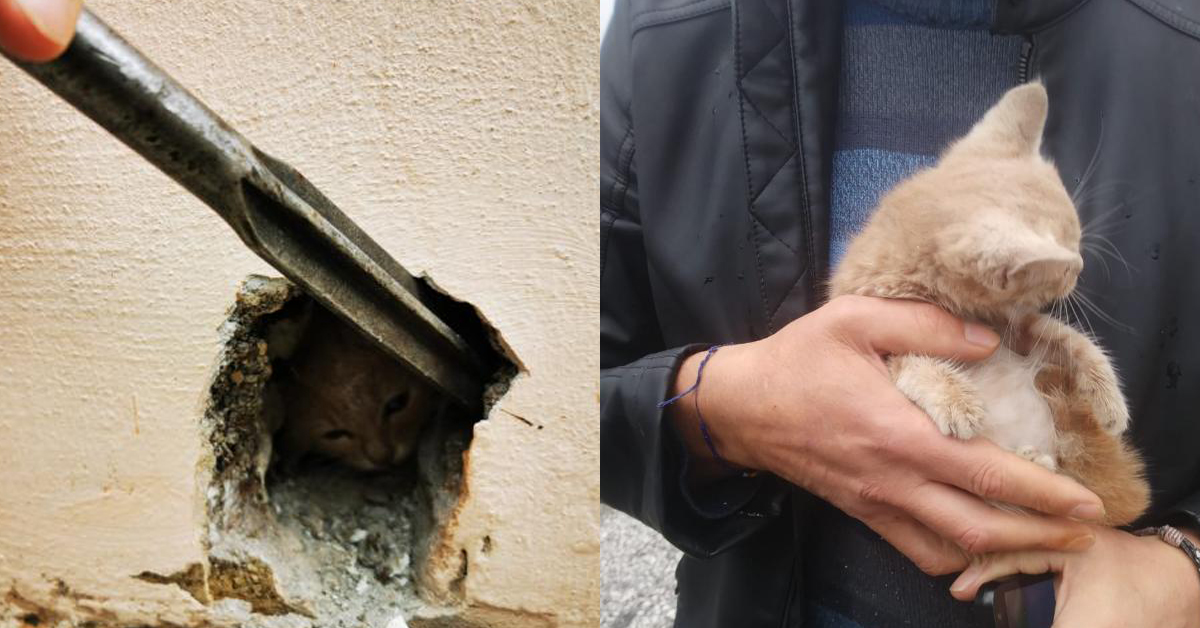 Salvataggio di un gattino incastrato nel muro a Roma