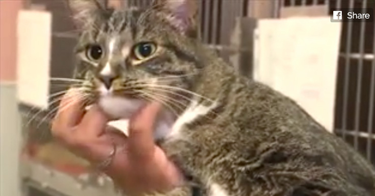 Fall, il gattino abbandonato in un modo davvero triste