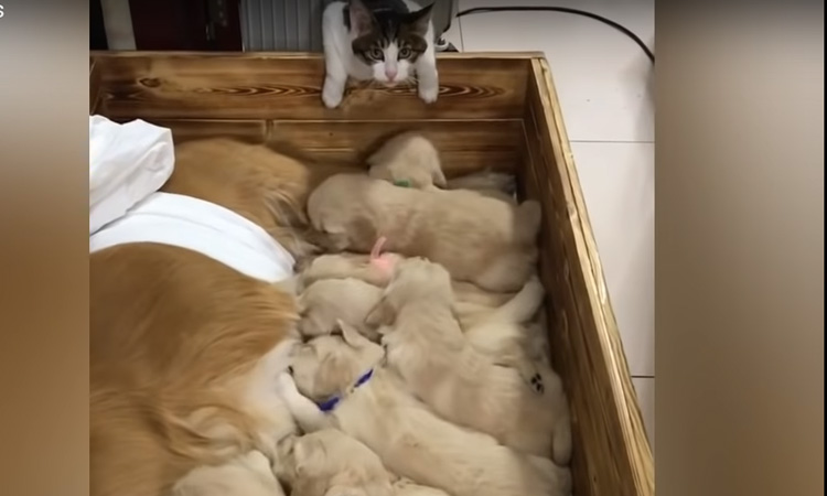 Video di una gattina che si occupa di cuccioli di Golden Retriever