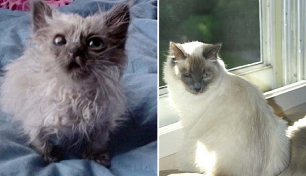 gatto siamese adottato