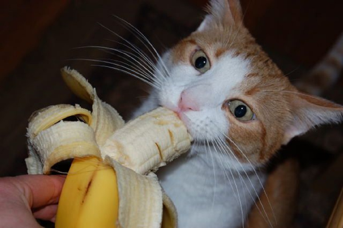 gatto mangia banana