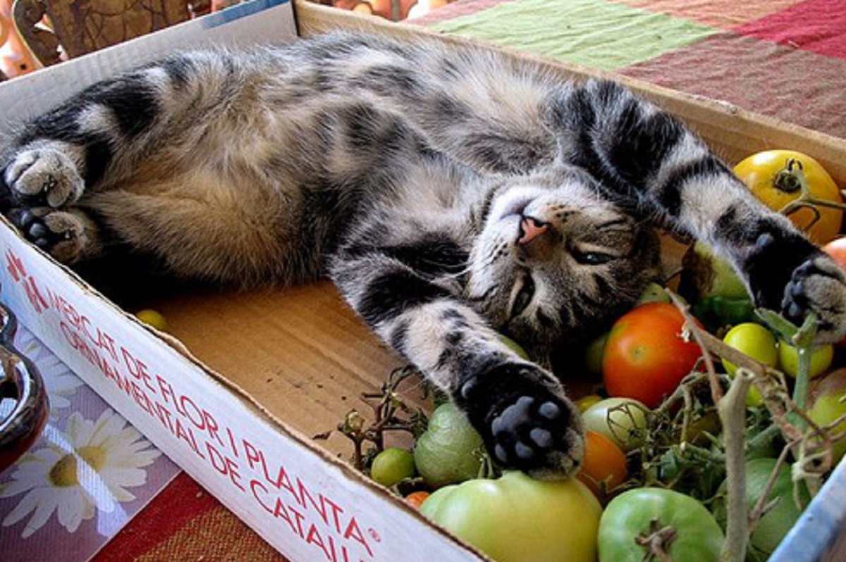 Alimentazione del gatto: 6 vegetali da fargli provare