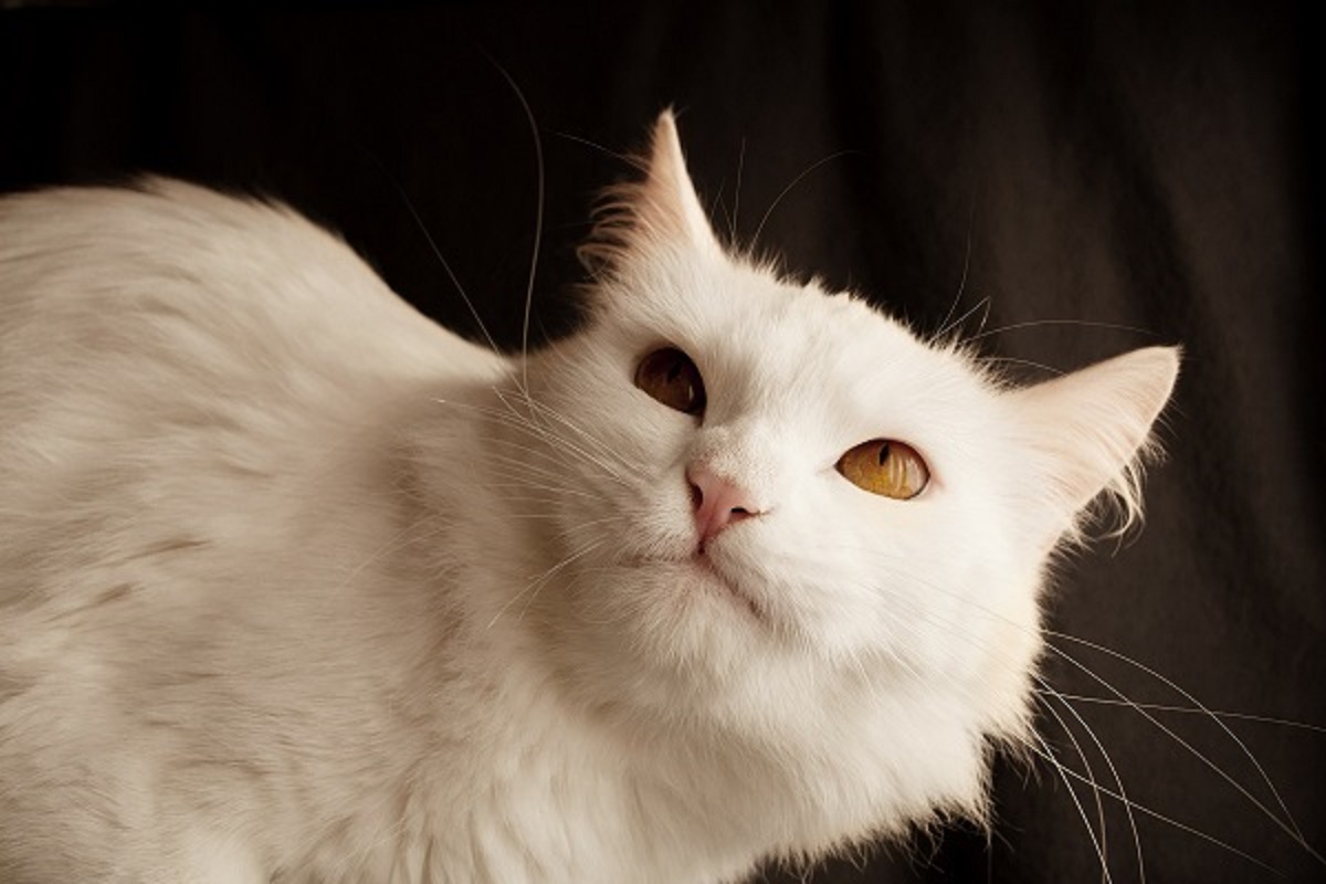 gatto turco d'angora bianco