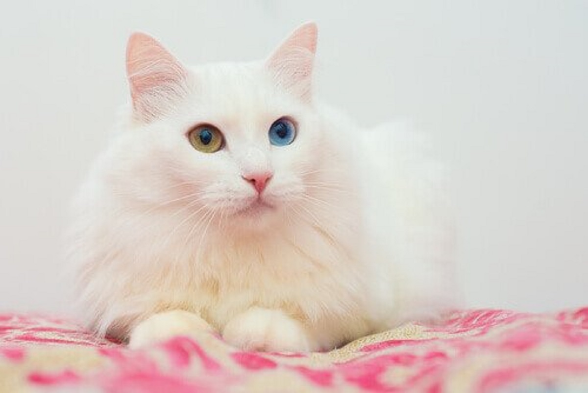 gatto turco d'angora bianco