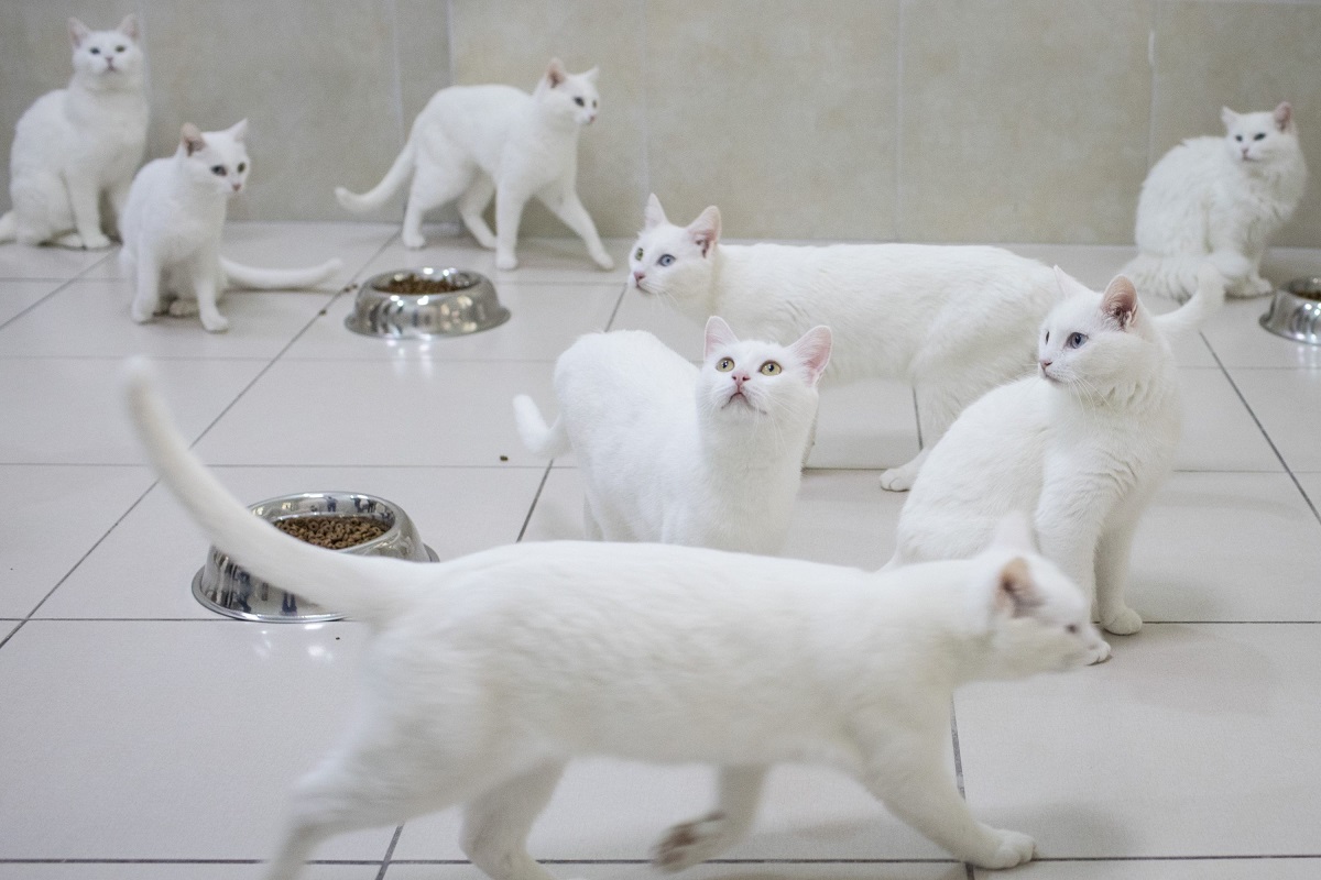 gatti angora turco bianchi