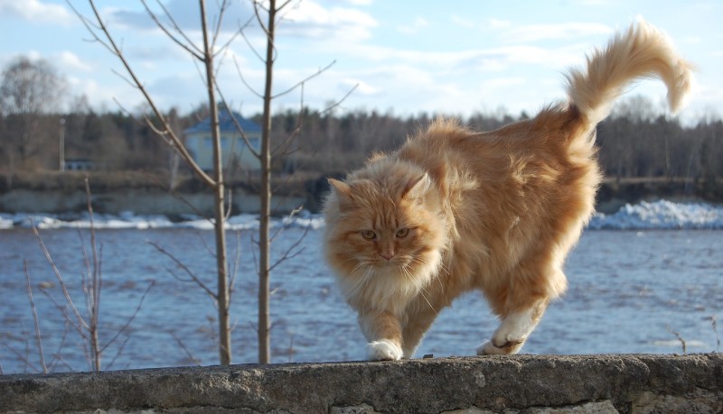 Gatto