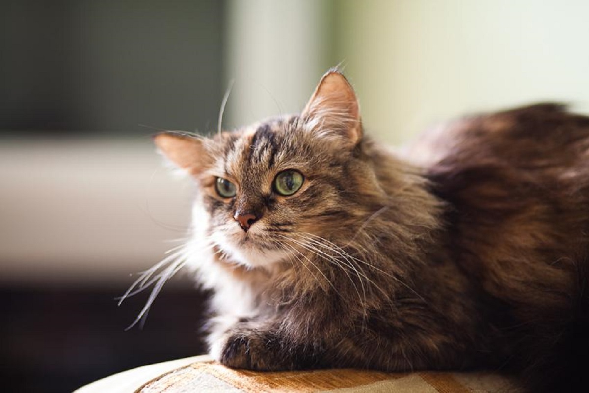 gatto anziano su poltrona