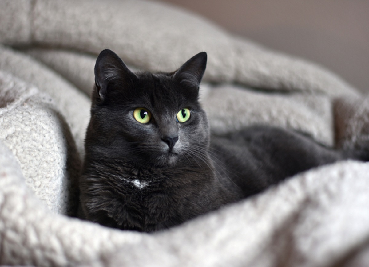 gatto nero su coperta