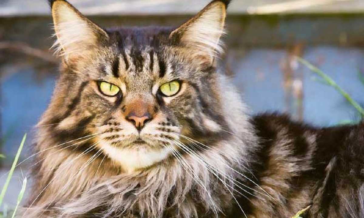 maine coon primo piano