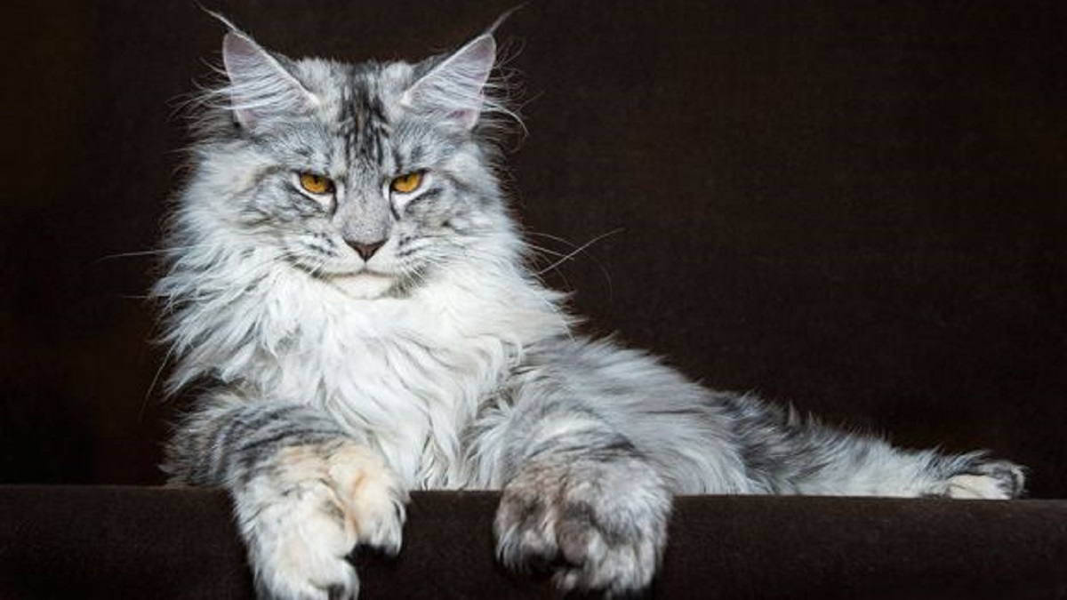 maine coon sfondo nero