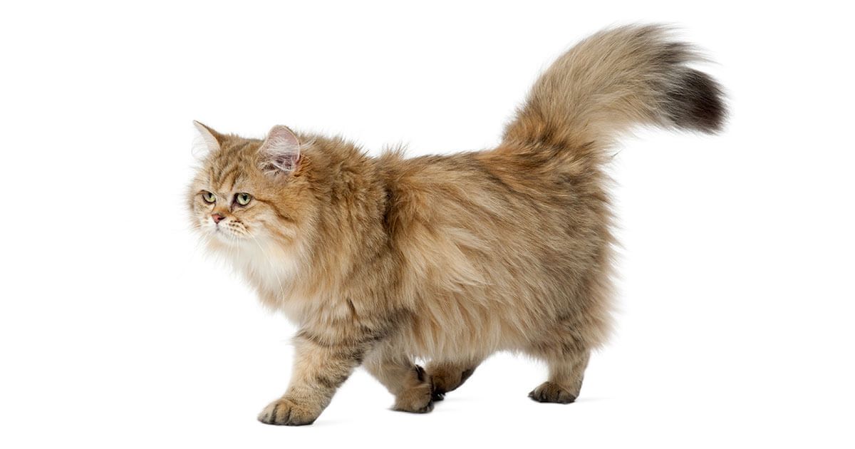 British Longhair e Maine Coon: le differenze