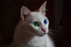 gatto bianco con occhi di colore diverso