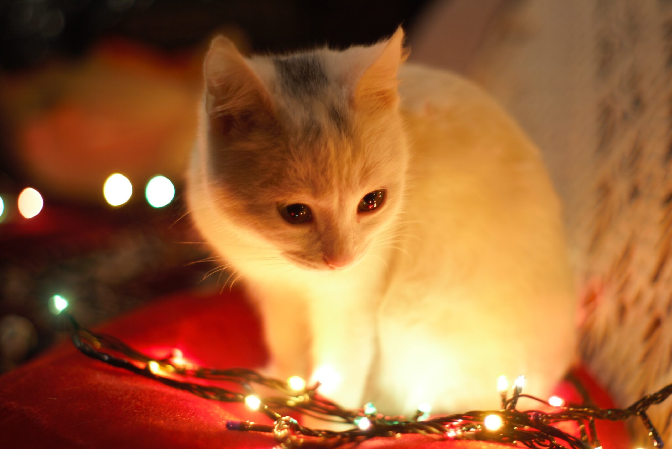 gatto bianco guarda le luci di natale