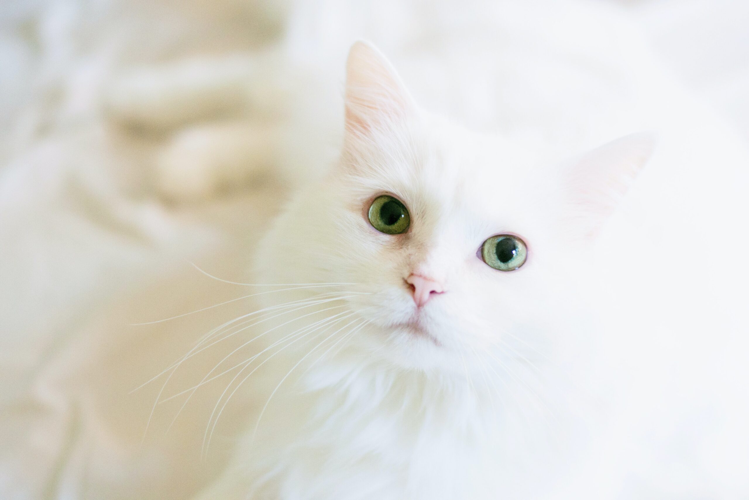 gatto bianco con sguardo fisso