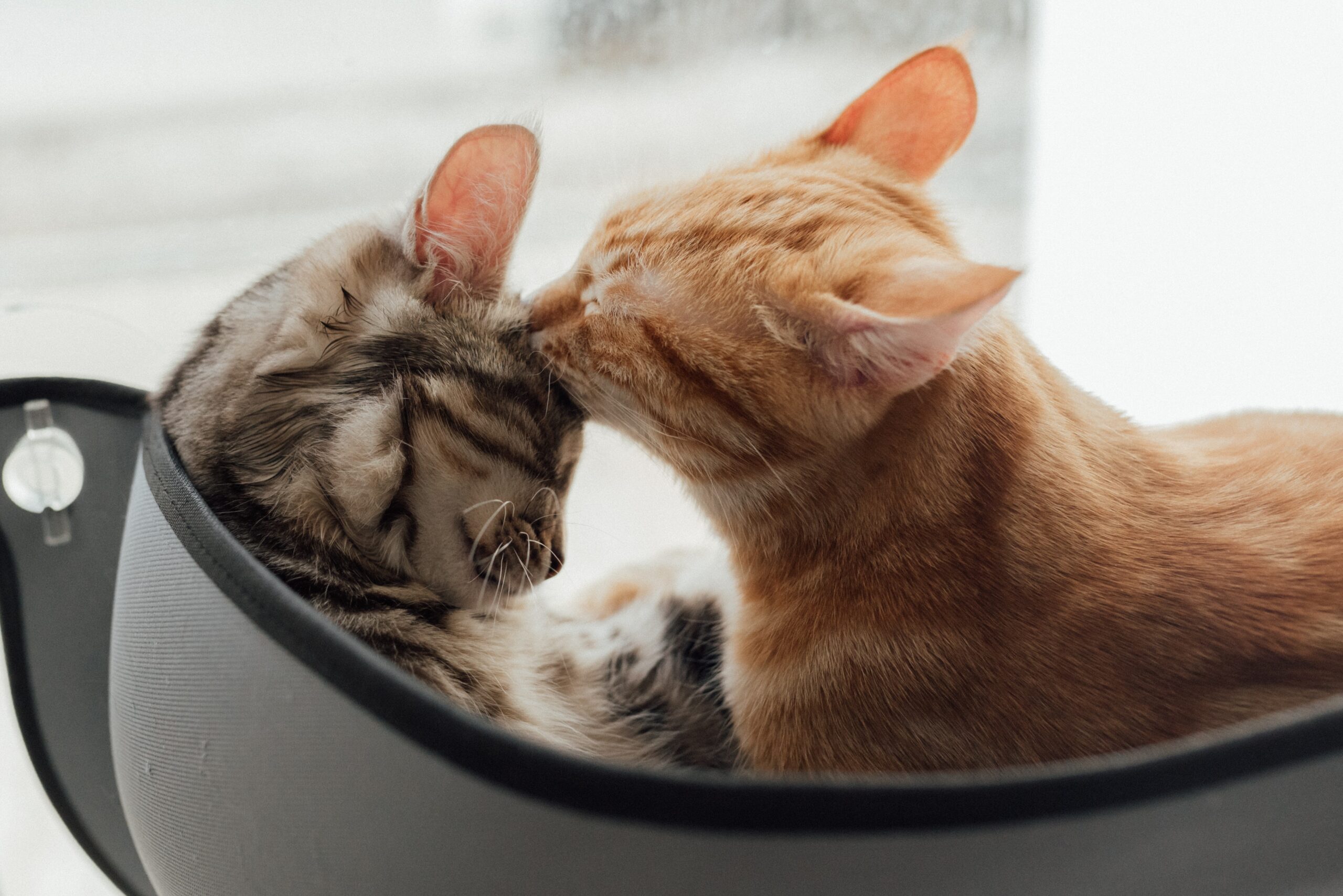 ginger cat licks other cat