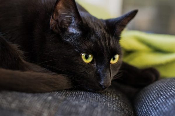 gatto nero sul divano