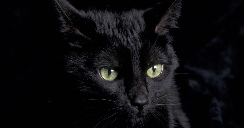 Gatto nero carattere e personalità Il mio gatto è leggenda