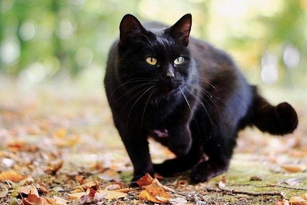 gatto nero in agguato