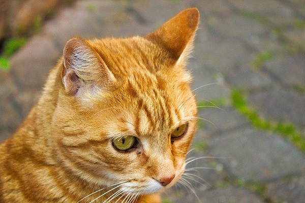 gatto rosso che guarda