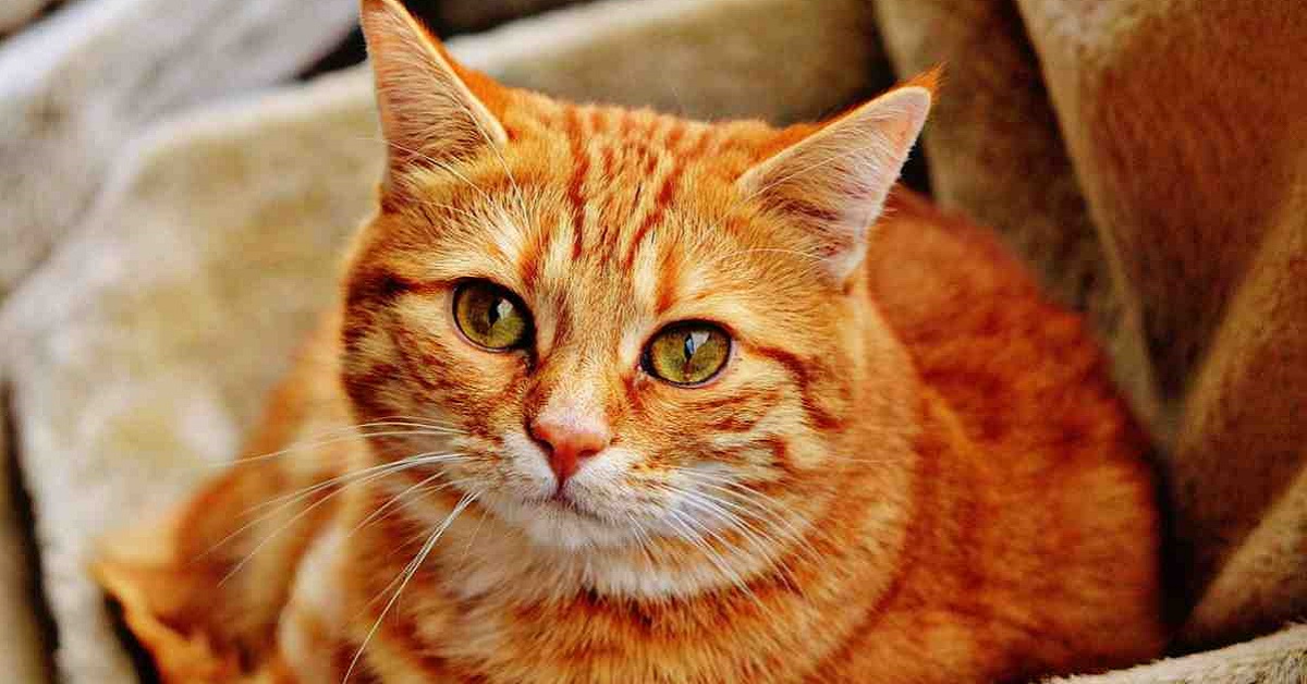 Gatto rosso carattere e personalità Il mio gatto è leggenda