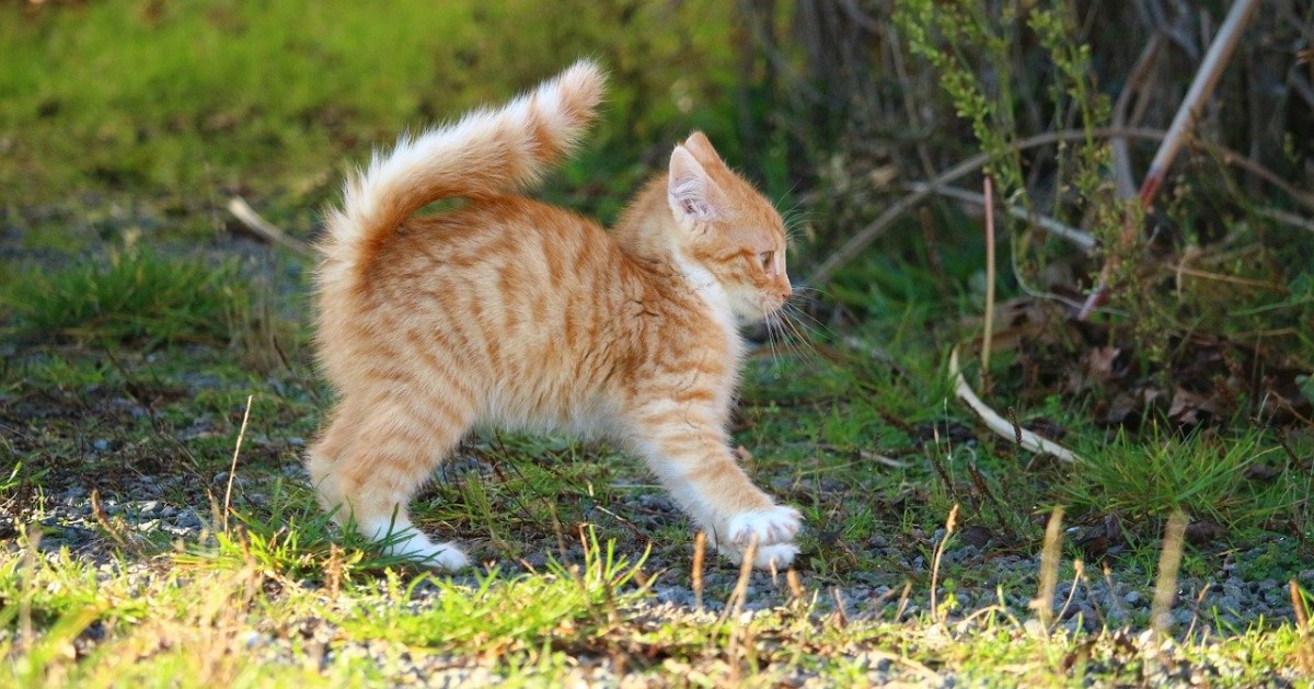 Perche i gatti alzano la coda