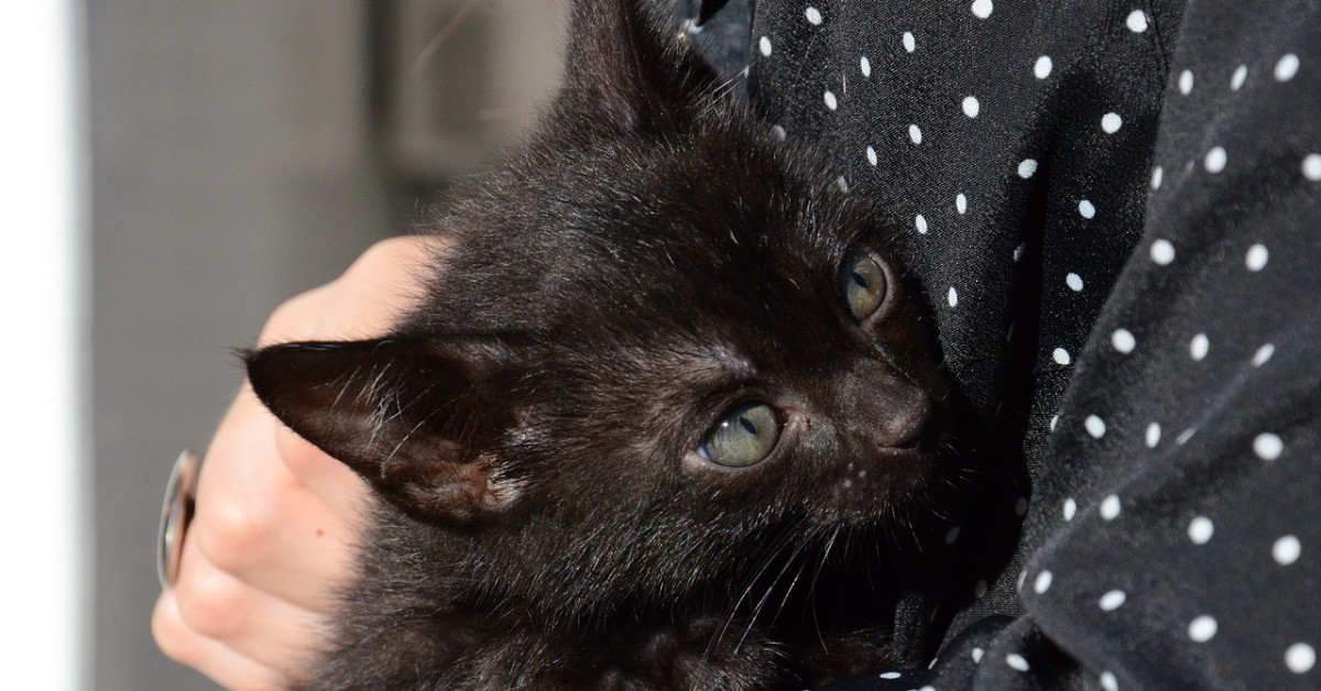 Perché il gatto dorme sulla mia pancia