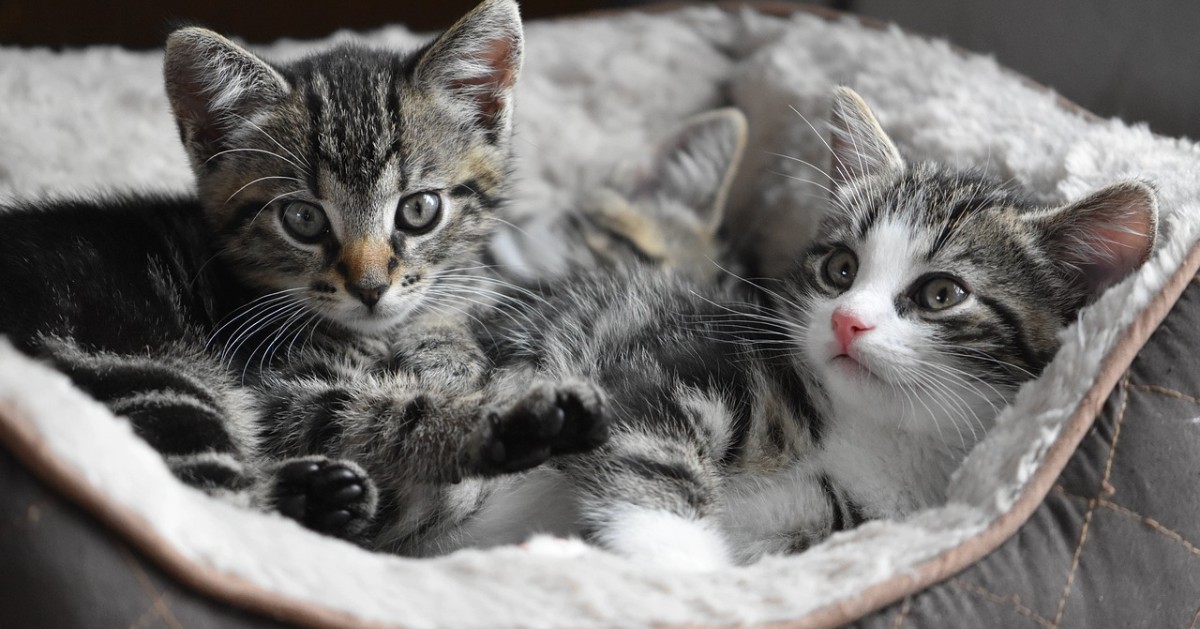 Cosa mangiano i gattini?