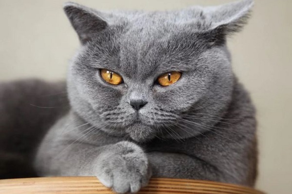 gatto solido british shorthair