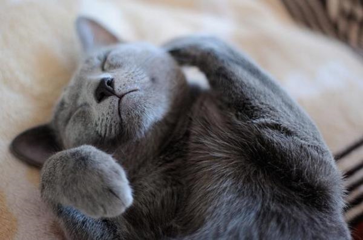 gatto grigio che dorme