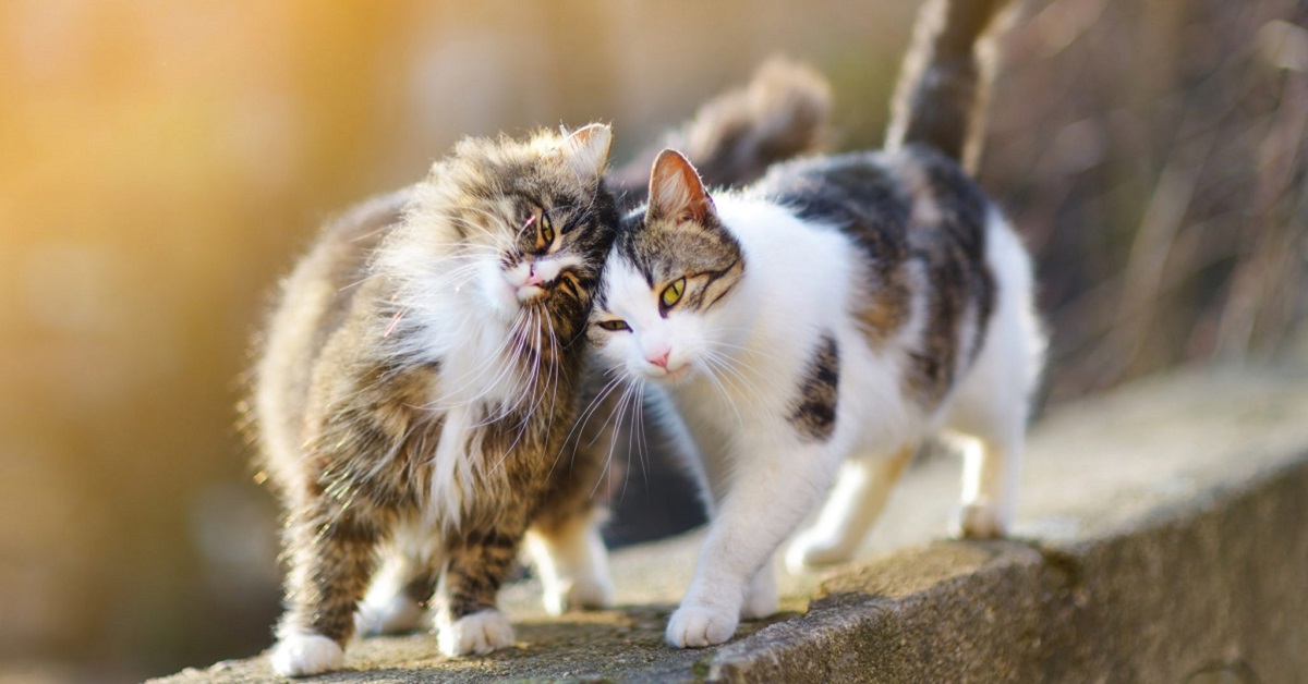 Convivenza tra gatti in casa: tutto quello che c’è da sapere