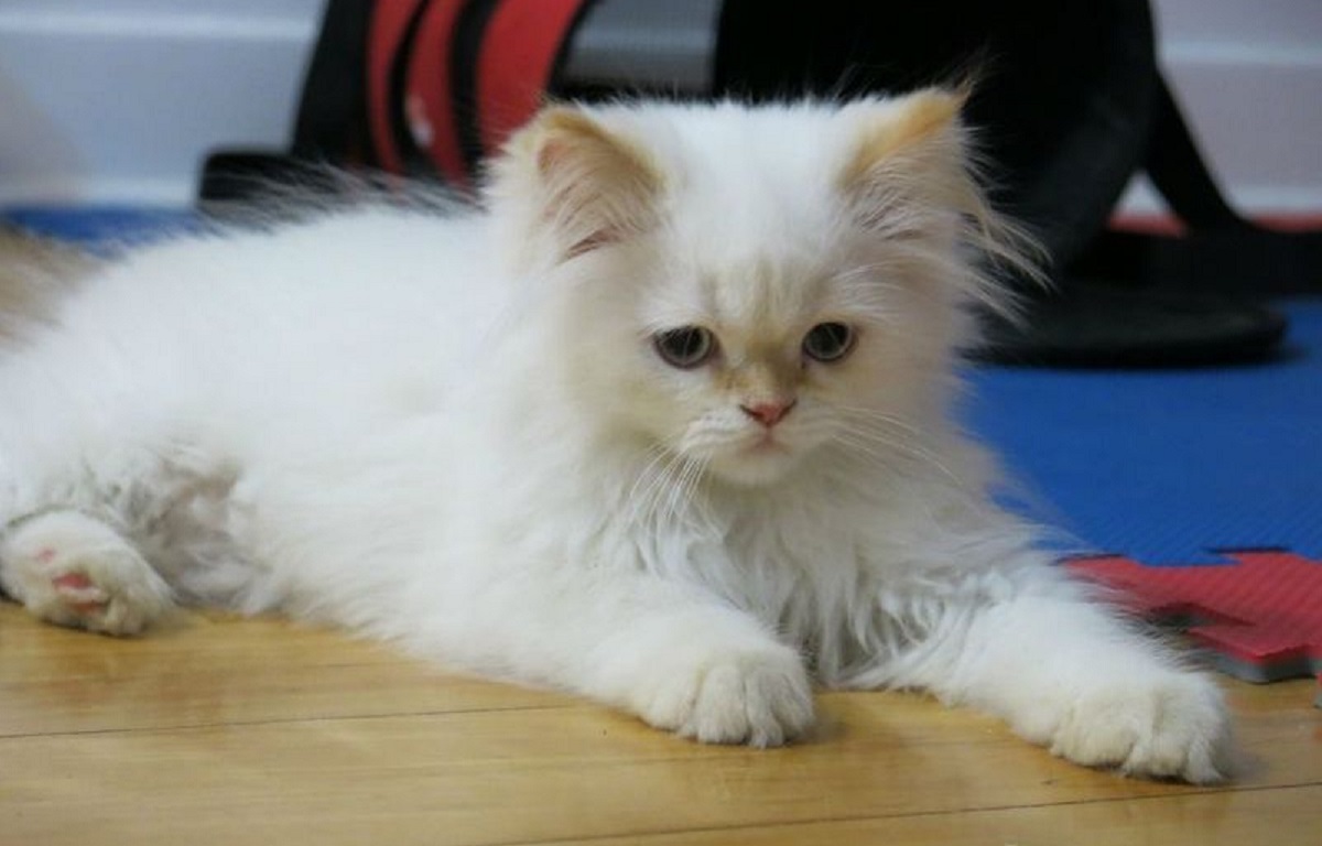 gattino himalayano bianco