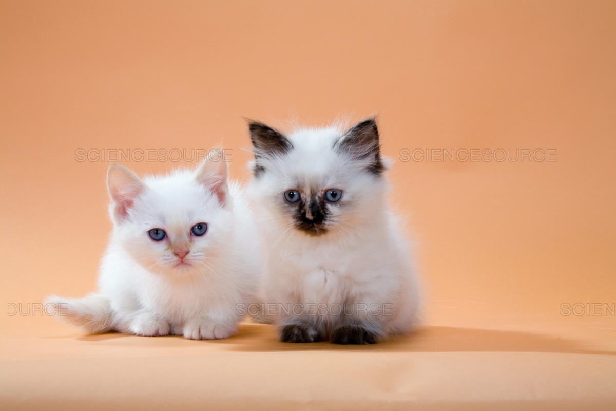 gattini himalayani bianchi