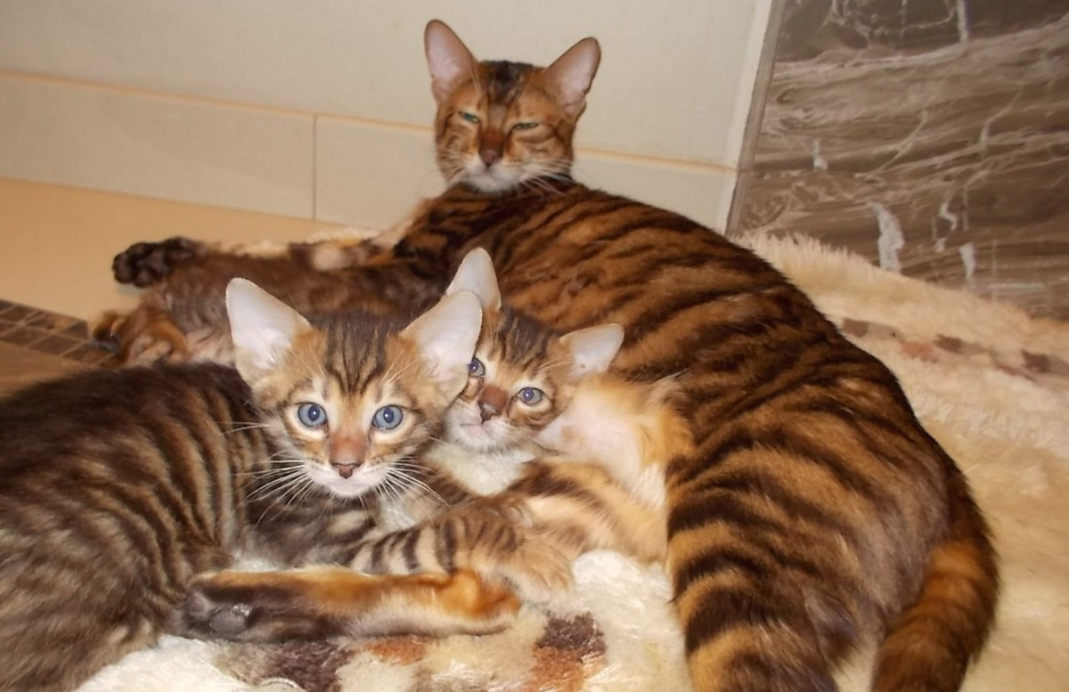 gattini toyger giocano