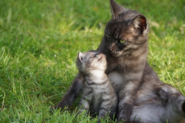 gattino dolce con mamma