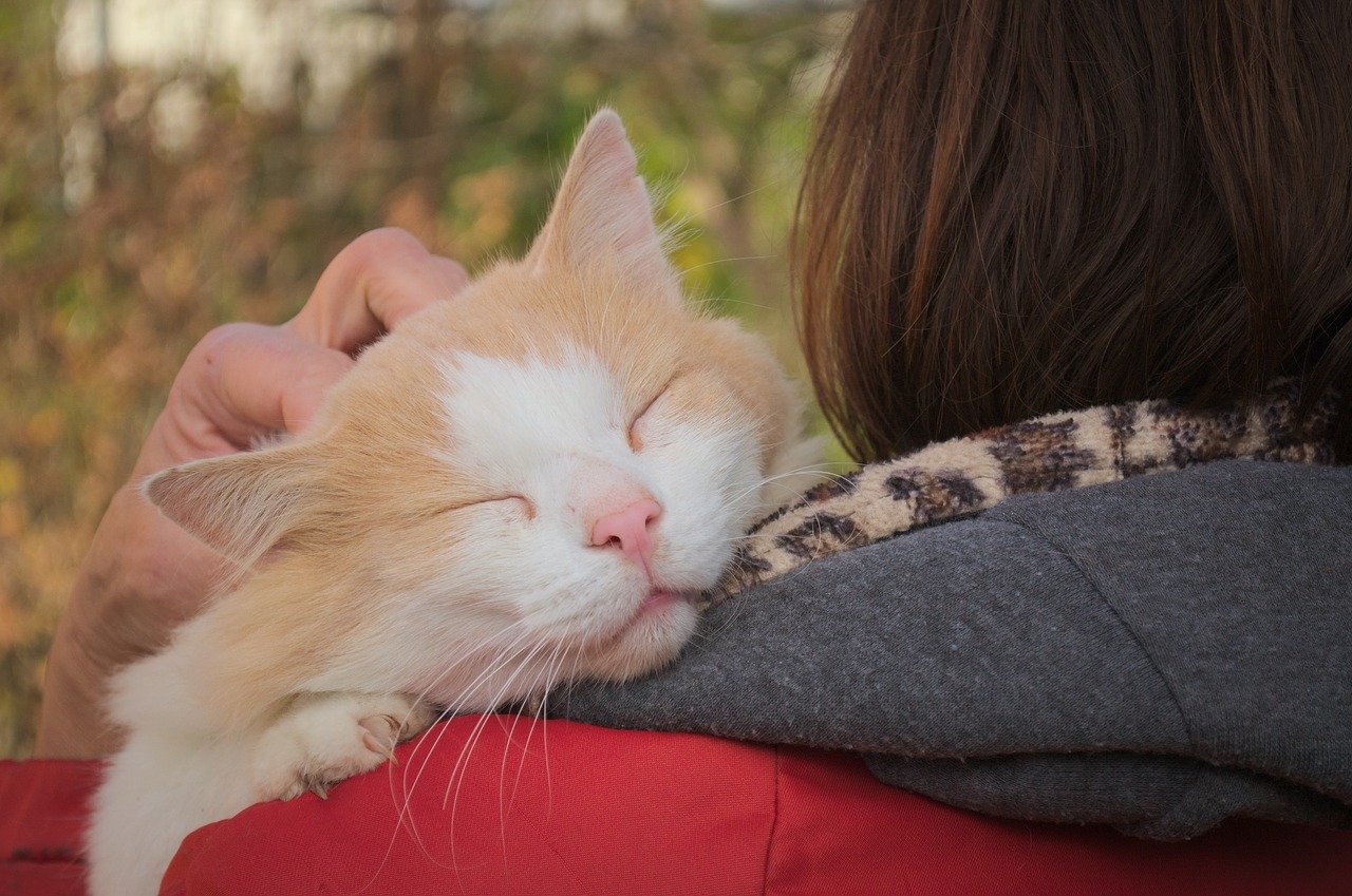 feci -molli - maleodoranti -gatto