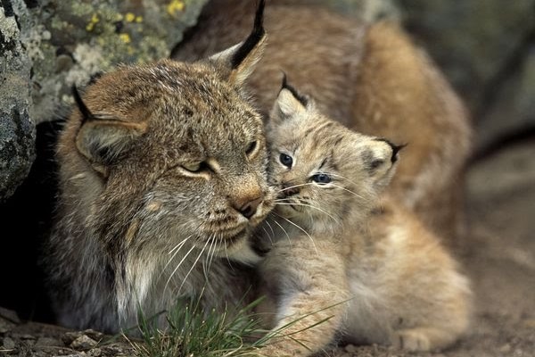 maine coon gatti