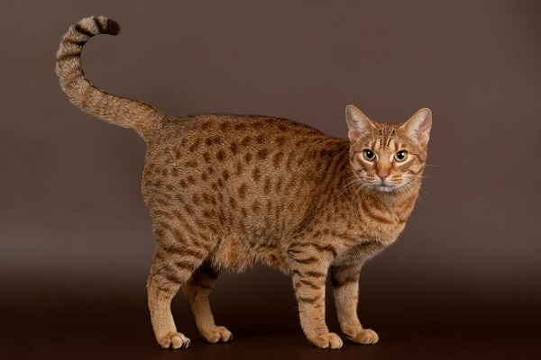 gatto ocicat