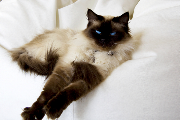 Ragdoll americano