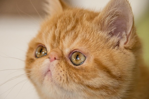 Exotic shorthair gatto