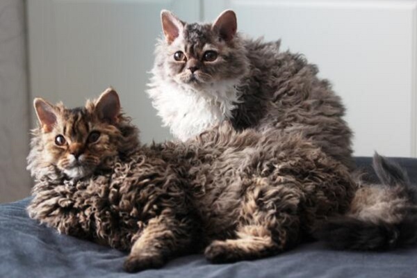 Selkirk rex gatti