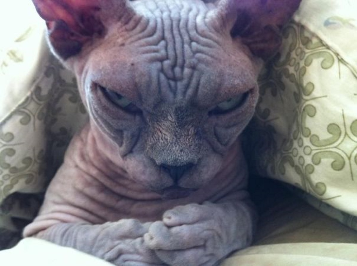 sphynx contrariato