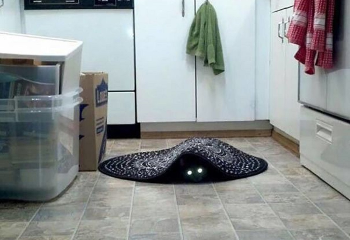 gatto nero sotto tappeto